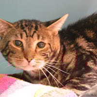 Diablo Cab4460, chat à adopter