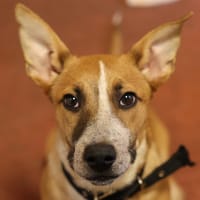 JORA, chienne à adopter