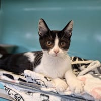 HYPPO, chat à adopter
