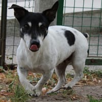 Jade, chienne à adopter