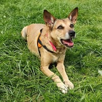EDORA, chienne à adopter