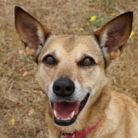 EDORA promise, chienne à adopter