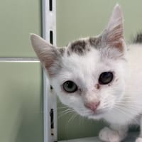 NERON, chat à adopter