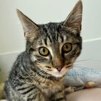 PRINCE, chat à adopter