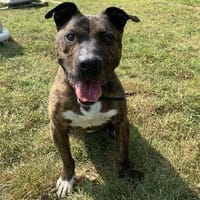 HAVANA, chienne à adopter