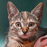 API, chatte à adopter