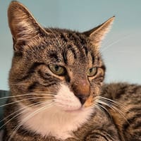 LORENZO, chat à adopter
