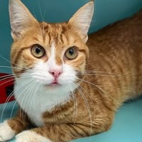 WINNIE, chat à adopter