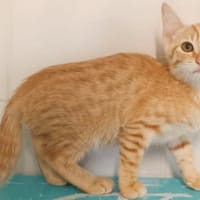 Illy, chatte à adopter