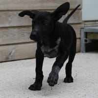HAGRID, chien à adopter