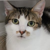 ALPHA, chatte à adopter