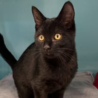 SUNNY, chat à adopter