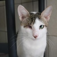 KIKI HAB17375, chat à adopter