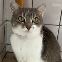 DIVINE, chatte à adopter