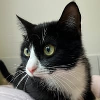 TSARINE, chatte à adopter