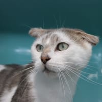 ALFONSE, chat à adopter