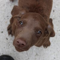 DOBBY, chienne à adopter