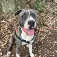 BOUCAN, chien à adopter
