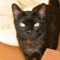 Plume Cab4295, chatte à adopter