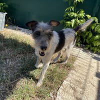 OLGA, chienne à adopter