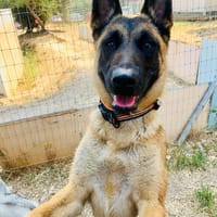 NALA, chienne à adopter