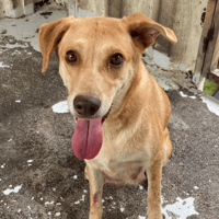 SOOKIE (RESERVE), chienne à adopter