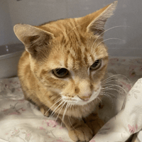 ORION, chat à adopter