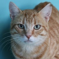 SABLE, chat à adopter
