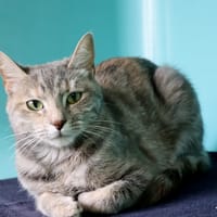 SESAME, chatte à adopter