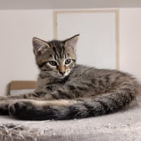 ANAYA, chatte à adopter