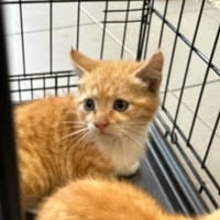 MANDARINE, chatte à adopter