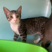 Corail [Chaton], chat à adopter