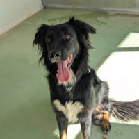 TIYO, chien à adopter