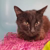 Arendt, chatte à adopter