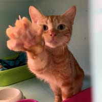Tiger, chat à adopter