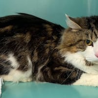 PABLITO, chat à adopter