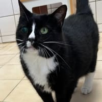 NOISETTE, chatte à adopter