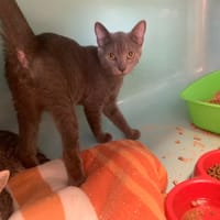 Cobalt [Chaton], chat à adopter
