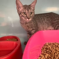 Granite [Chaton], chat à adopter