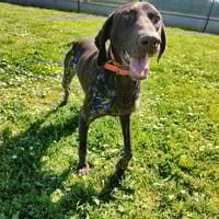 SHERLOCK, chien à adopter
