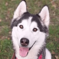 LUCKY, chien à adopter