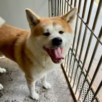 Takachi, chien à adopter