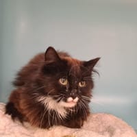 Weil, chatte à adopter