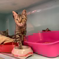 Onyx [Chaton], chat à adopter