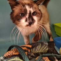 Sartre, chat à adopter