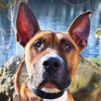 KHEOPS QCN, chien à adopter