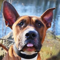 KHEOPS QCN, chien à adopter