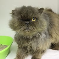 MWIZZA, chat à adopter