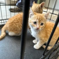 CLEMENTINE, chatte à adopter