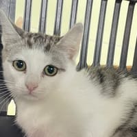 BRUTUS, chat à adopter